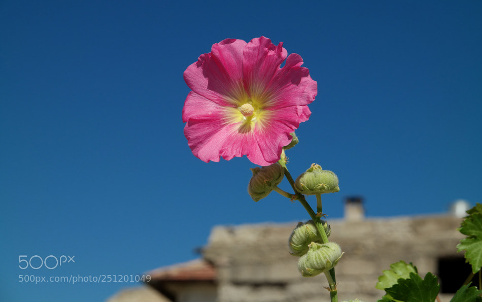 Samsung NX30 sample photo. Hatmi photography