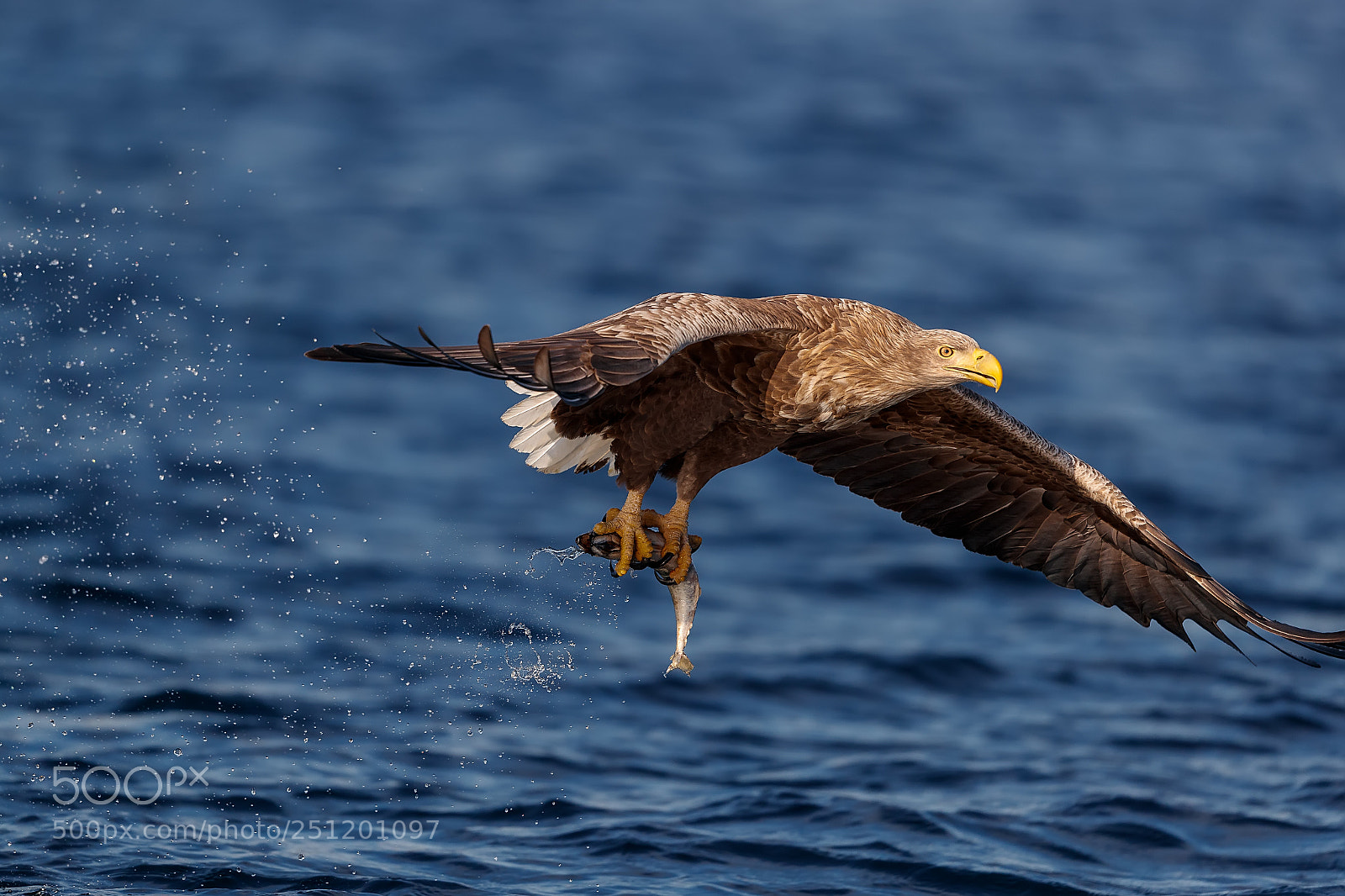 Canon EOS-1D X Mark II sample photo. Arrano arrantzalea ii photography