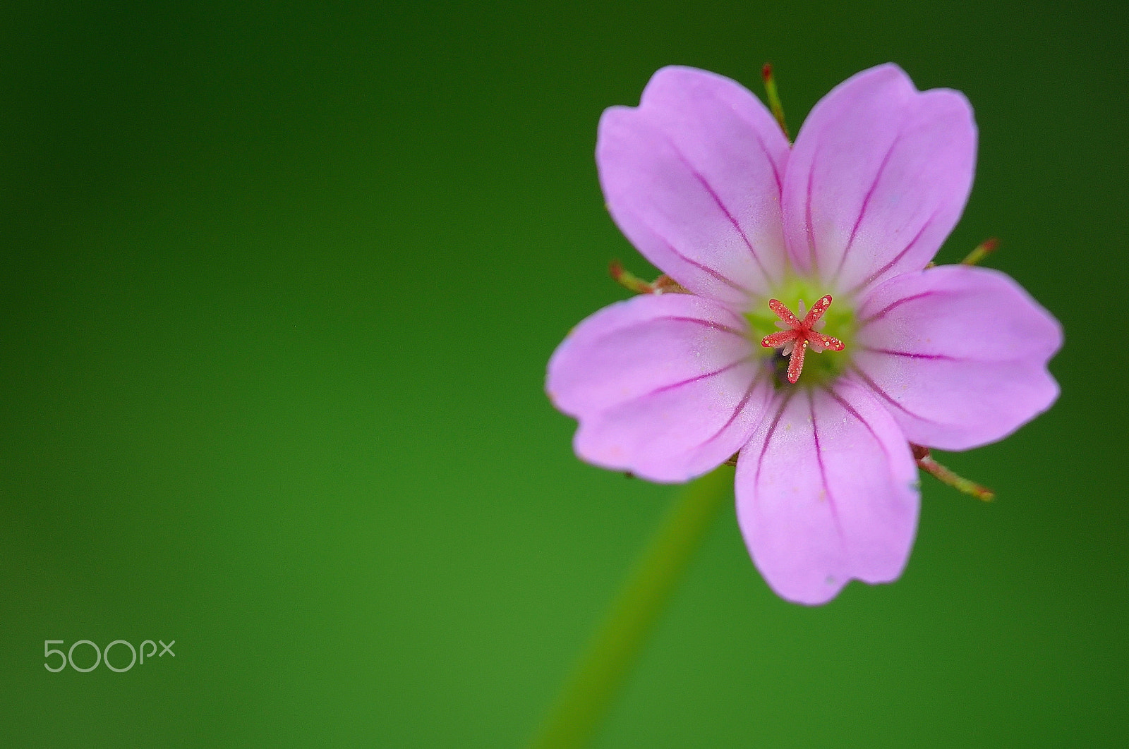 Nikon D5000 sample photo. Awaiting spring photography