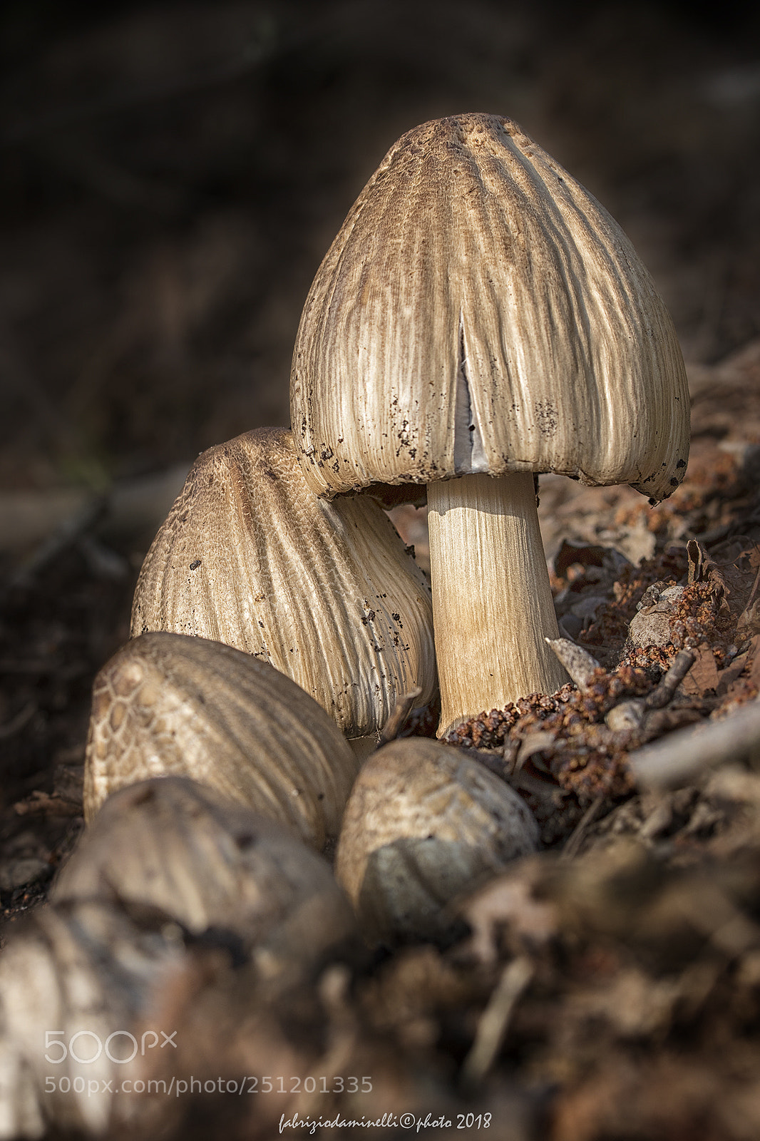 Canon EOS 7D Mark II sample photo. Mushrooms photography
