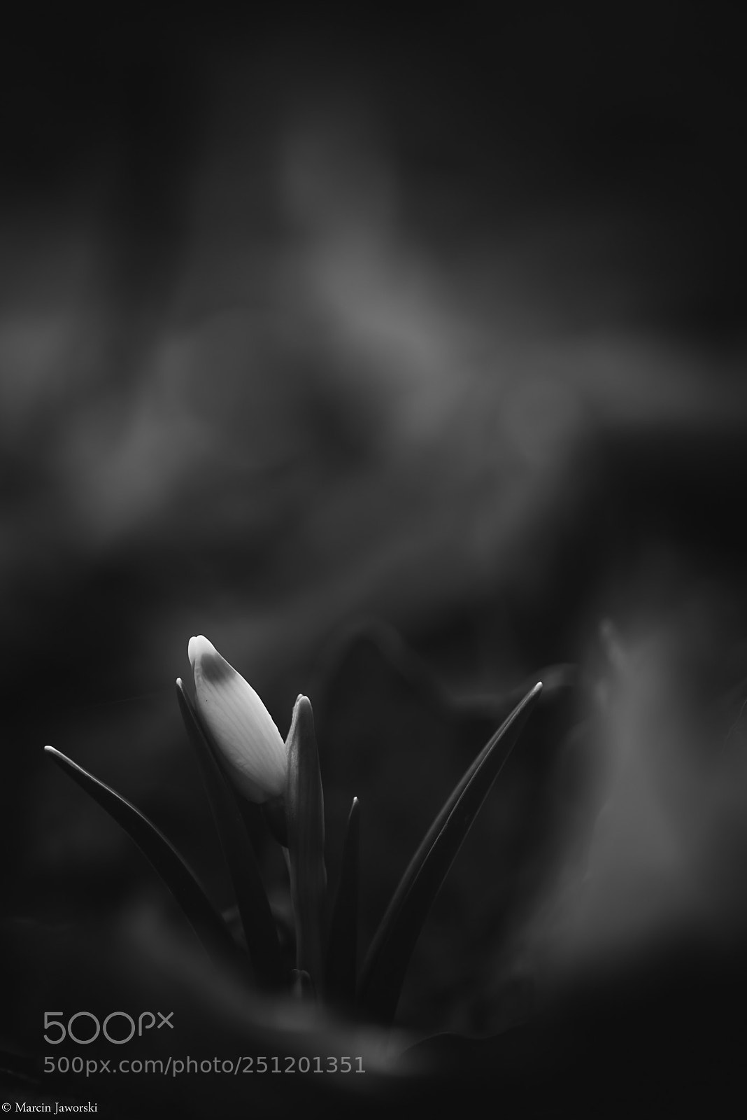Nikon D800 sample photo. Untitled photography