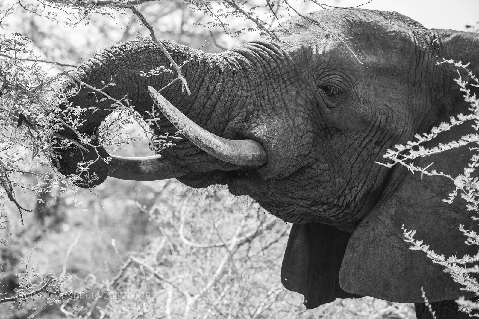 Canon EOS 5D Mark II sample photo. Elephantastic photography
