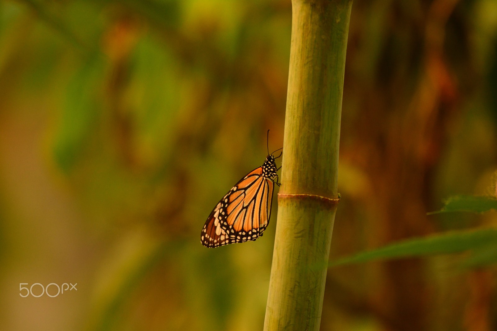 Nikon D5200 sample photo. Butterfly capture photography