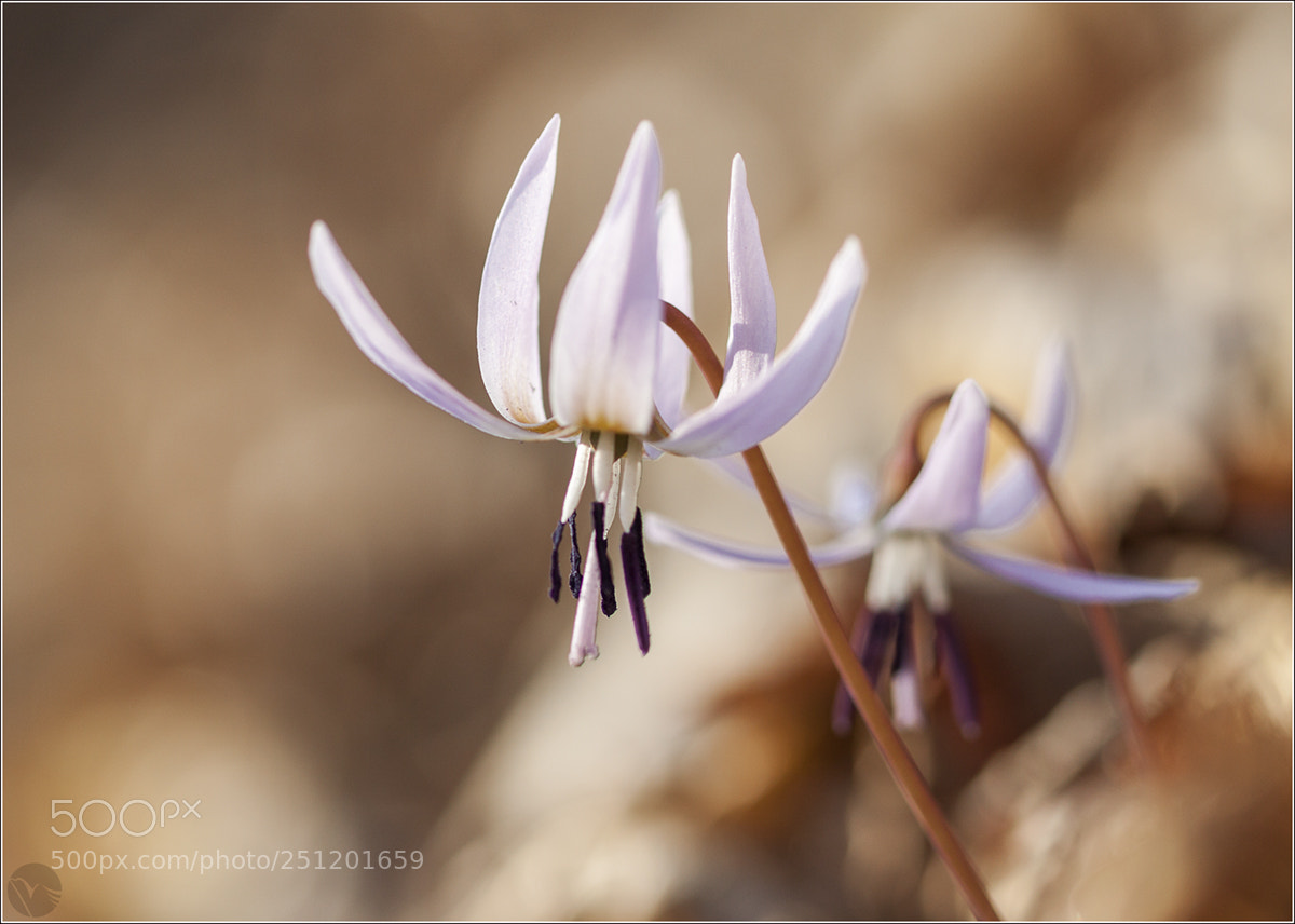 Canon EOS 50D sample photo. Erythronium dens-canis synchronized photography