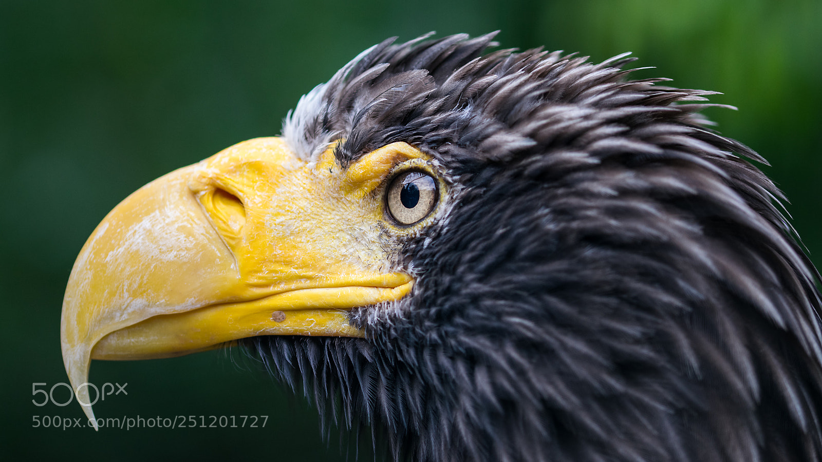 Nikon D5300 sample photo. Haliaeetus pelagicus photography