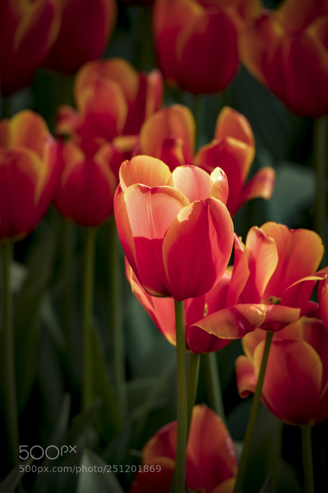 Canon EOS-1D X Mark II sample photo. Untitled photography