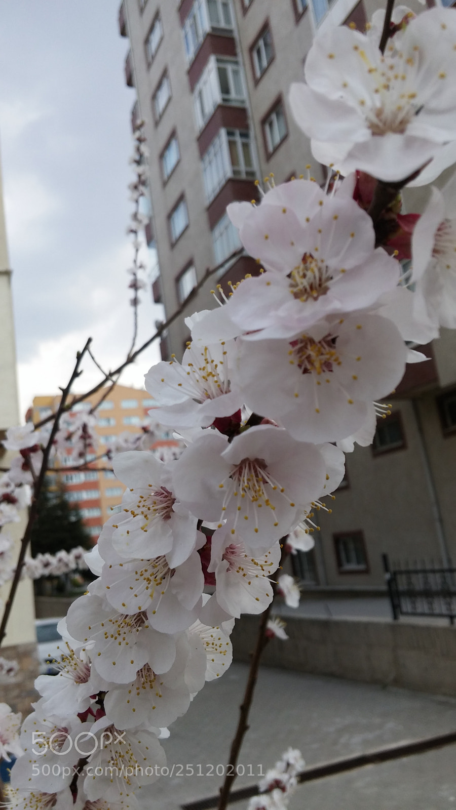 LG G3 sample photo. Untitled photography