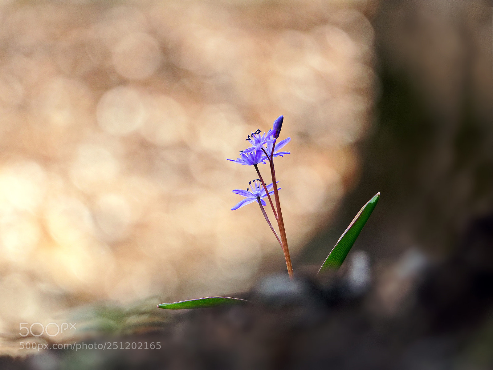 Panasonic Lumix DMC-GX85 (Lumix DMC-GX80 / Lumix DMC-GX7 Mark II) sample photo. Scilla in the light photography