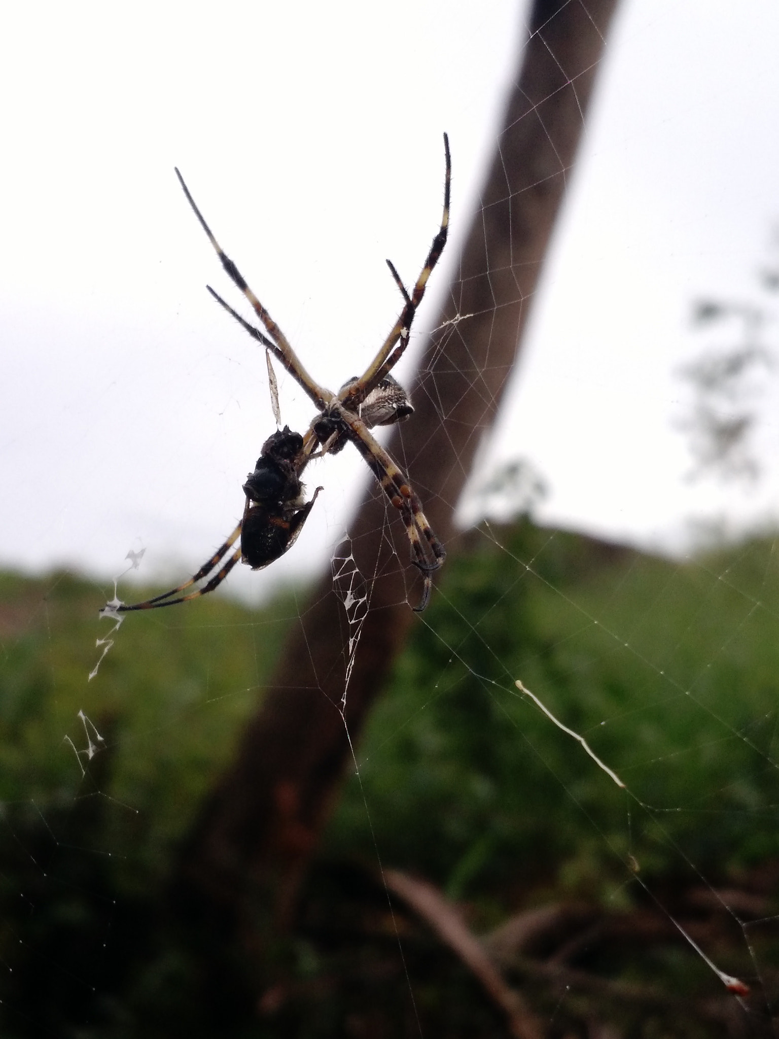 Motorola Moto X (2nd Gen) sample photo. Hunger & wildness photography