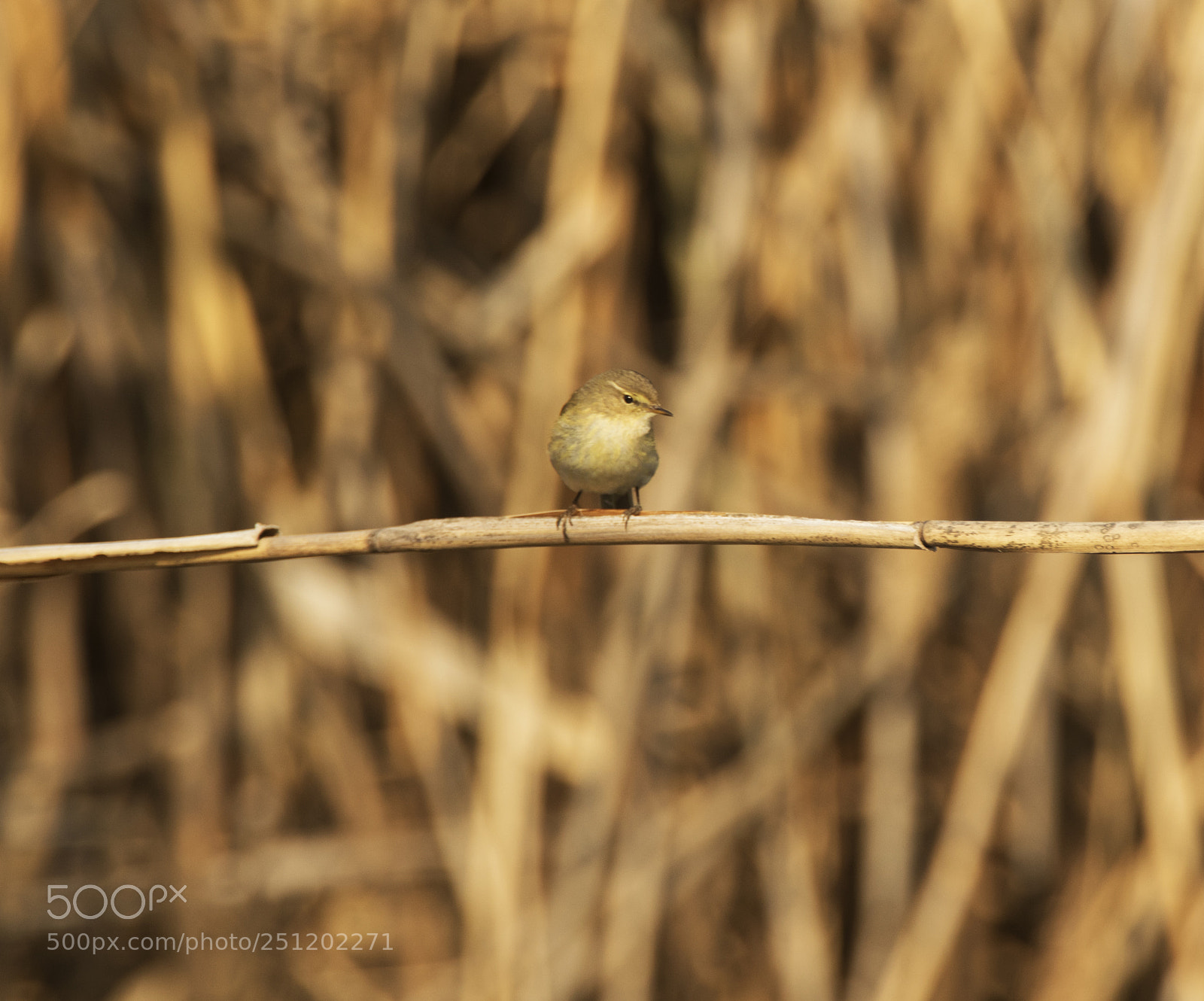 Canon EOS 7D Mark II sample photo. Zilpzalp photography