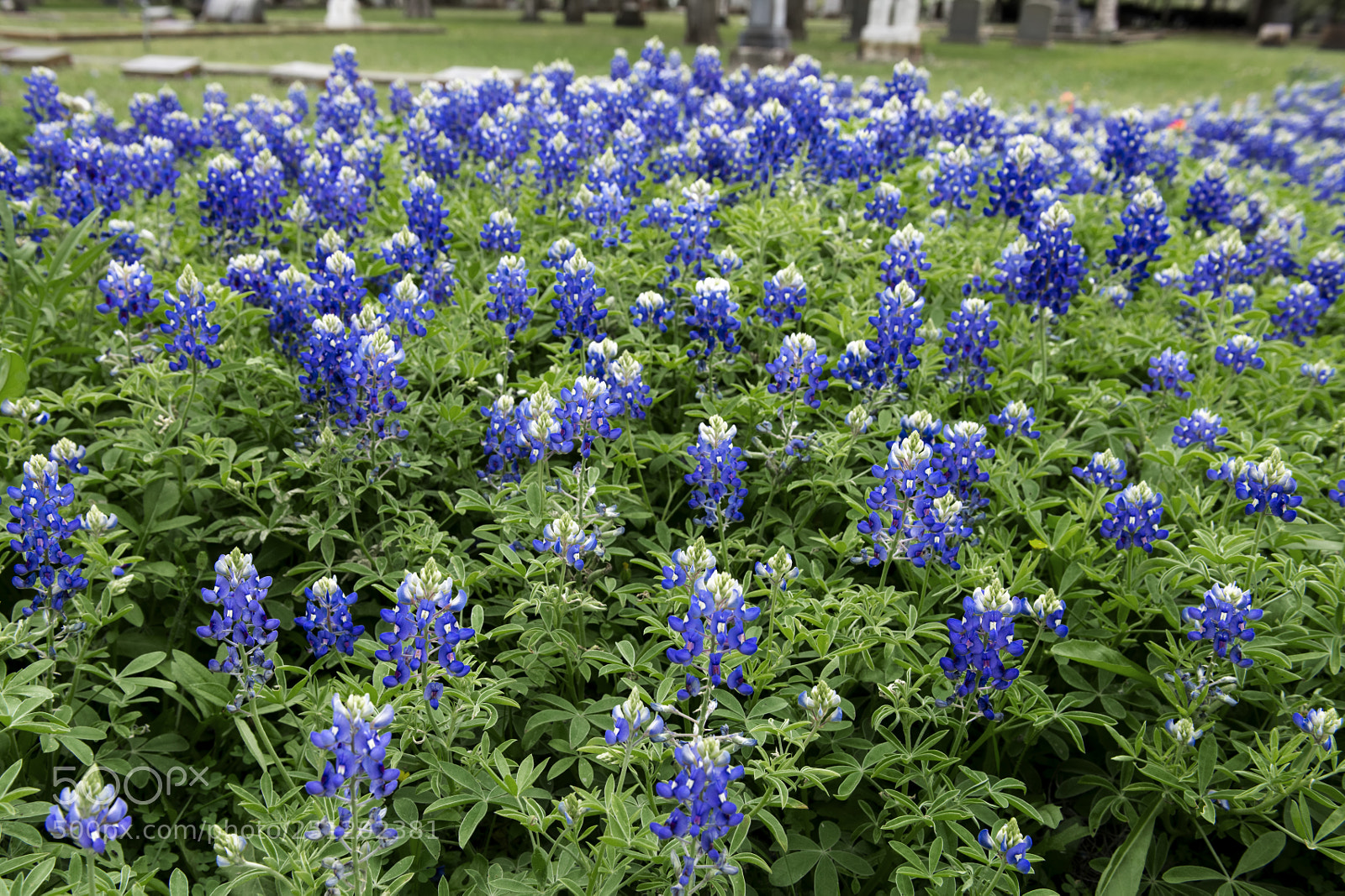Nikon D800 sample photo. Bluebonnets graveyard photography