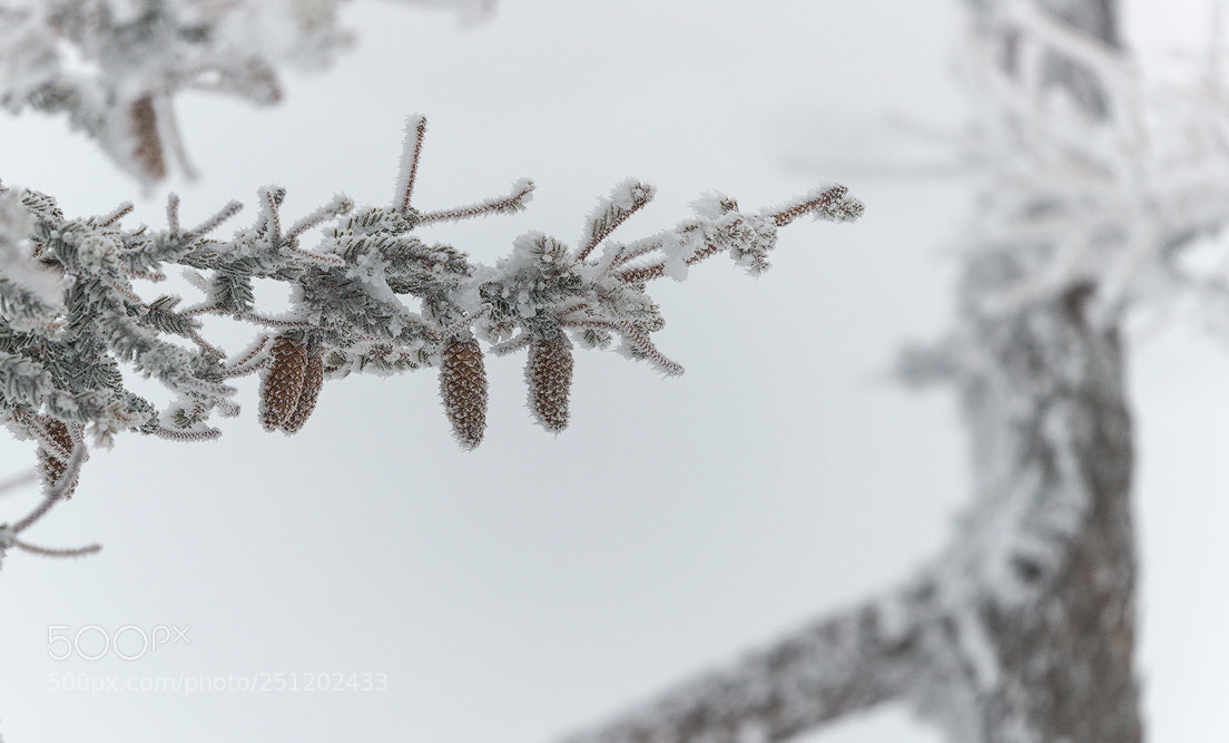 Nikon D800 sample photo. *** 34-2018 *** photography
