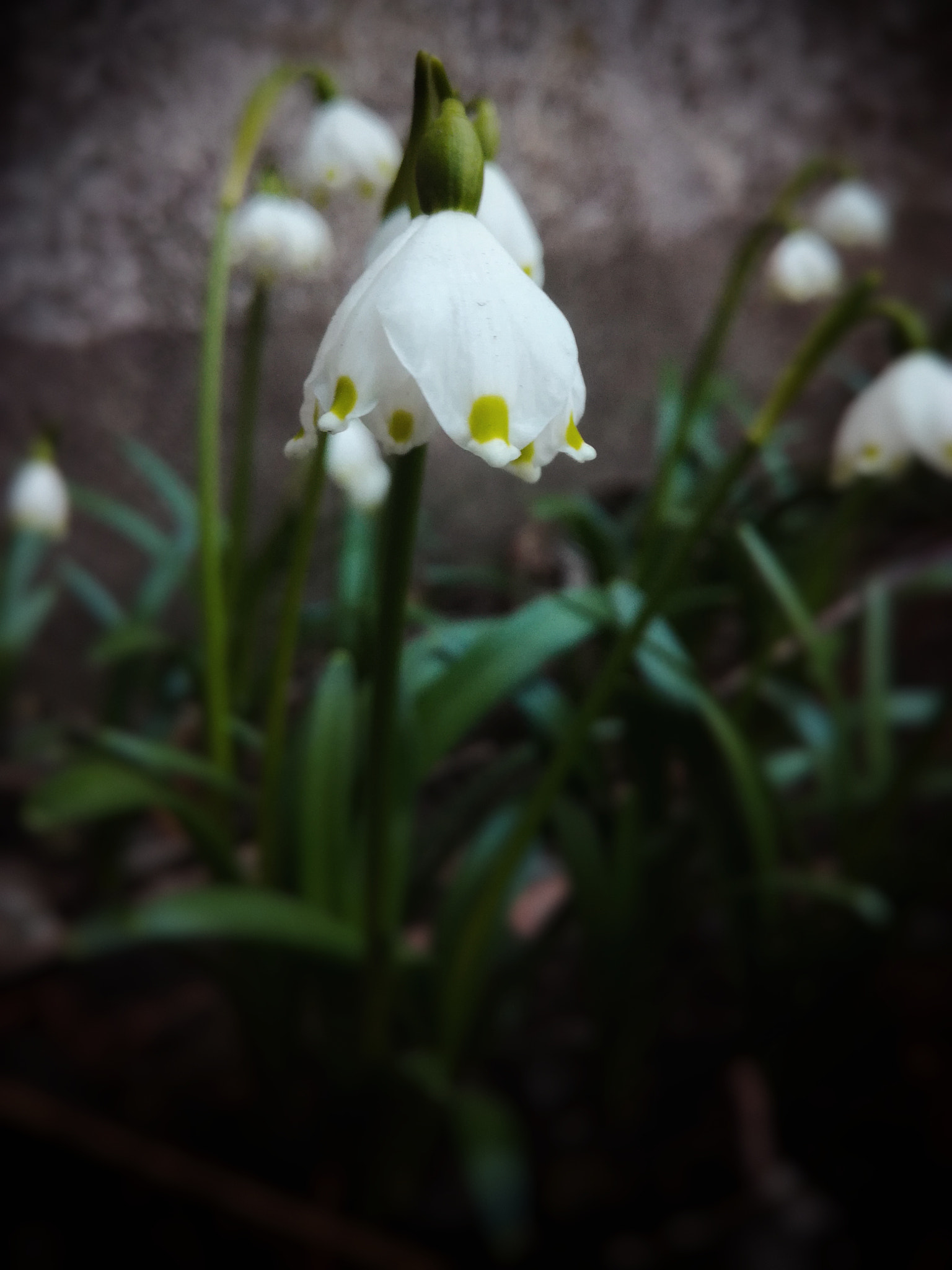 HUAWEI Honor 5C sample photo. Leucojum vernum... photography