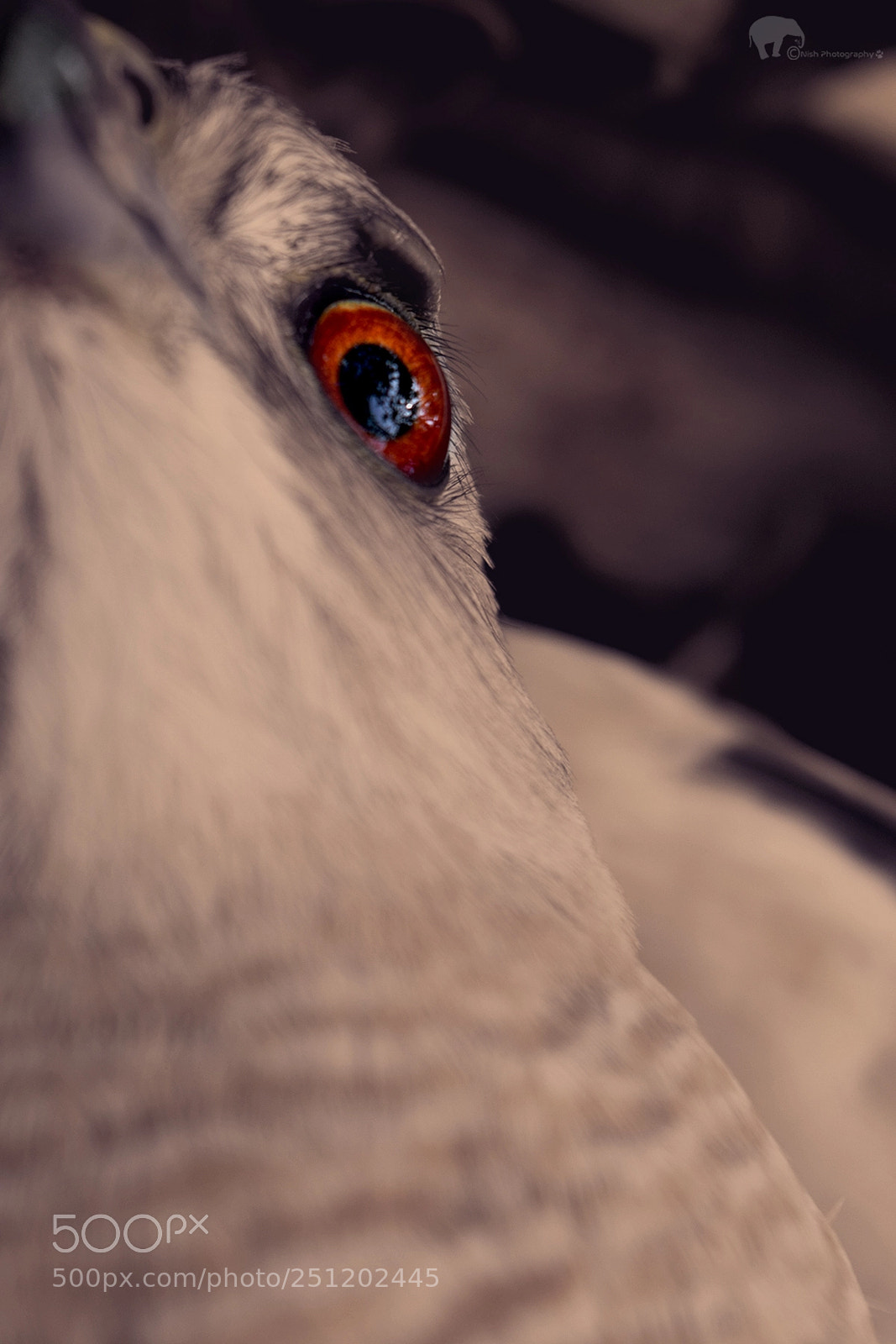 Nikon D5300 sample photo. Shikra bird photography