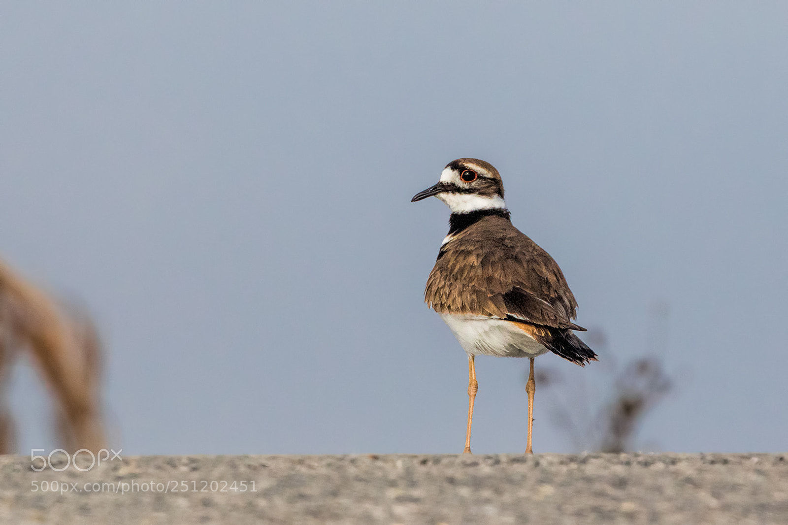Canon EOS 7D Mark II sample photo. Killdeer photography