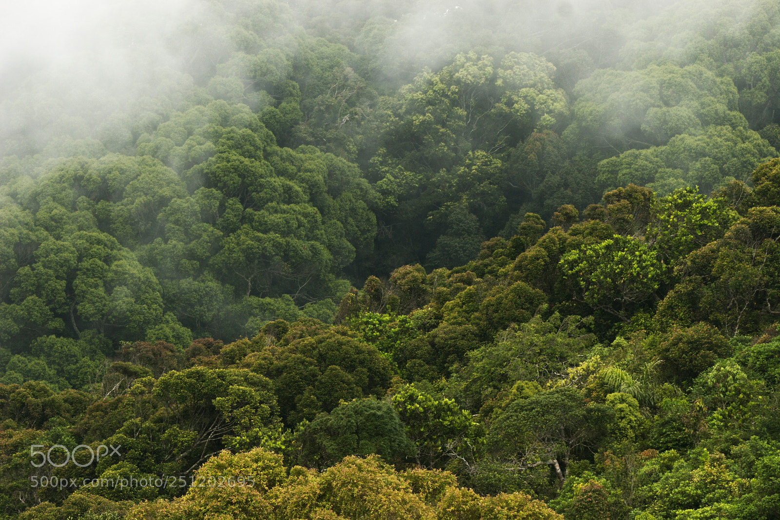 Canon EOS 20D sample photo. Cloud forest photography