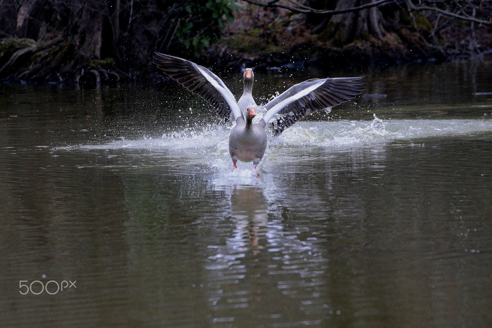 Canon EOS-1D X sample photo. Headache...  :)) photography