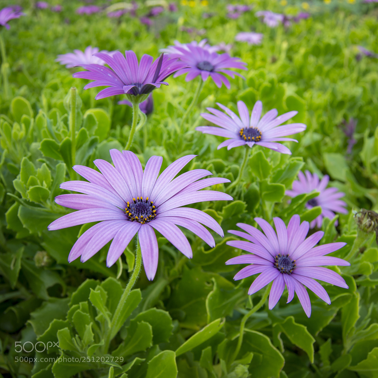 Nikon D3200 sample photo. Violet flowers photography