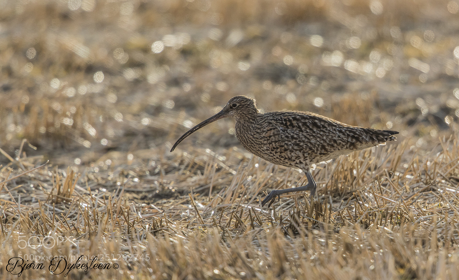 Canon EOS-1D X Mark II sample photo. Eurasian curlew photography