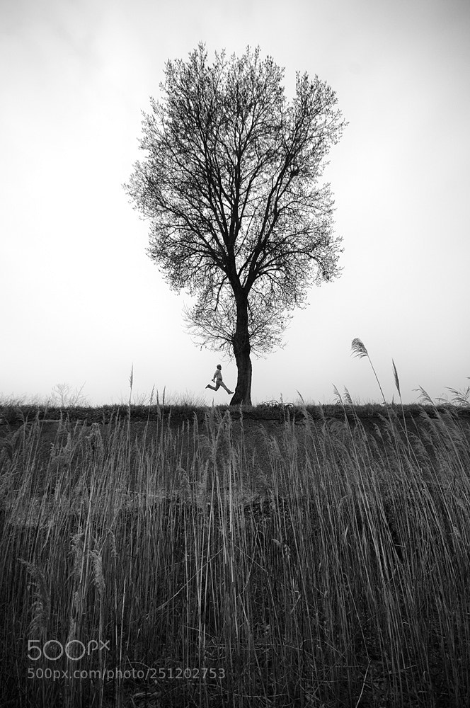 Nikon D300 sample photo. The thin forest photography