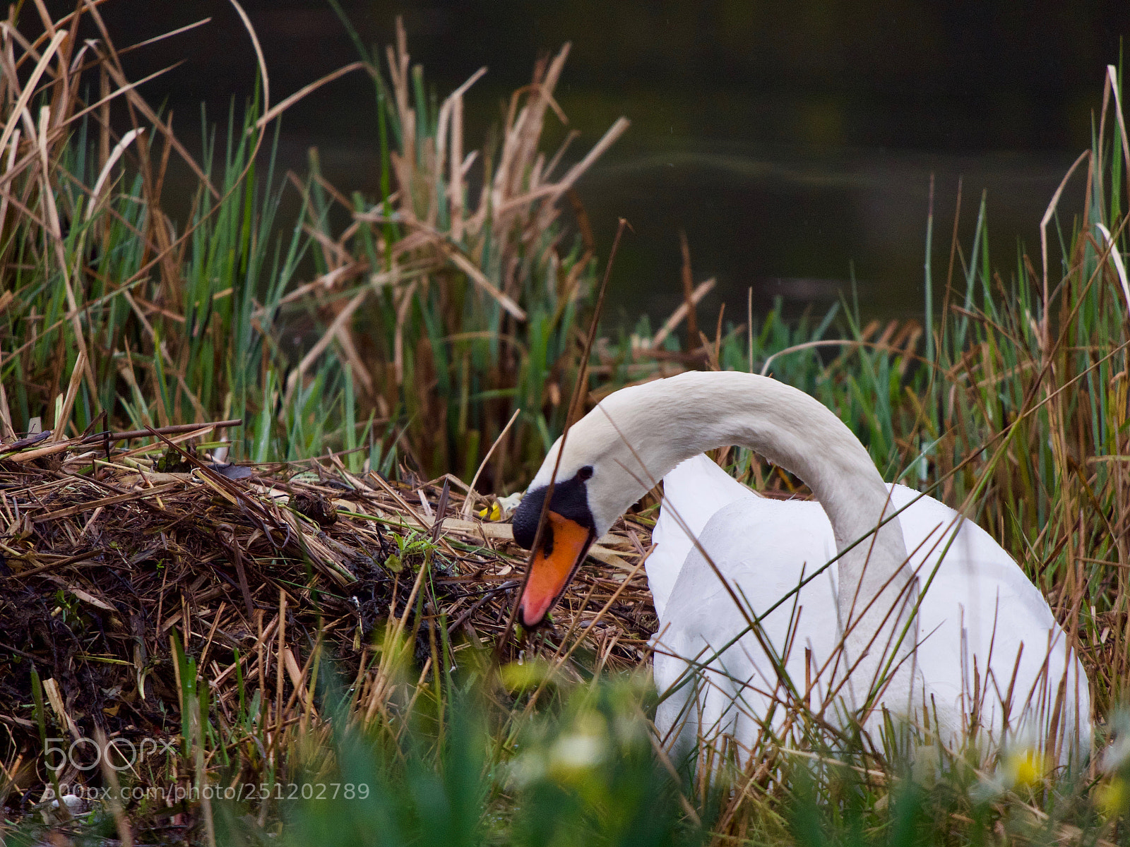 Panasonic Lumix DC-GH5 sample photo. Cygne photography