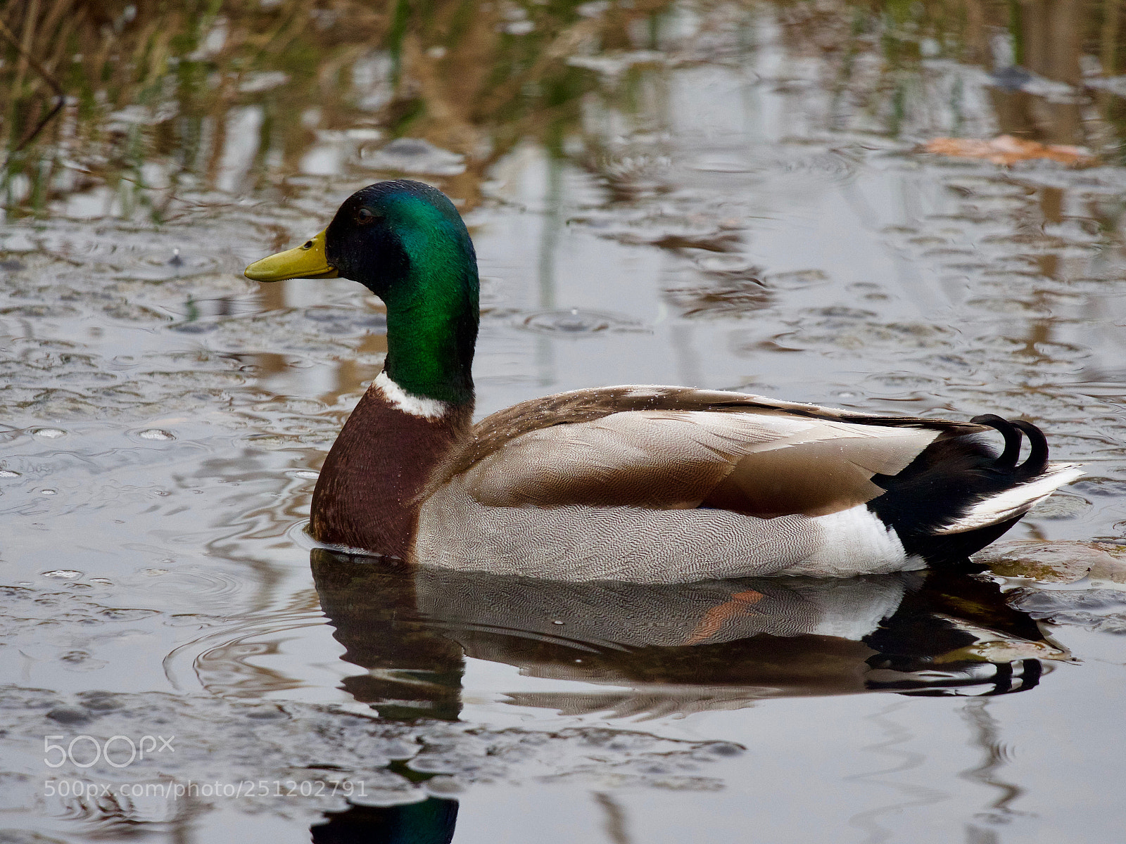Panasonic Lumix DC-GH5 sample photo. Canard photography