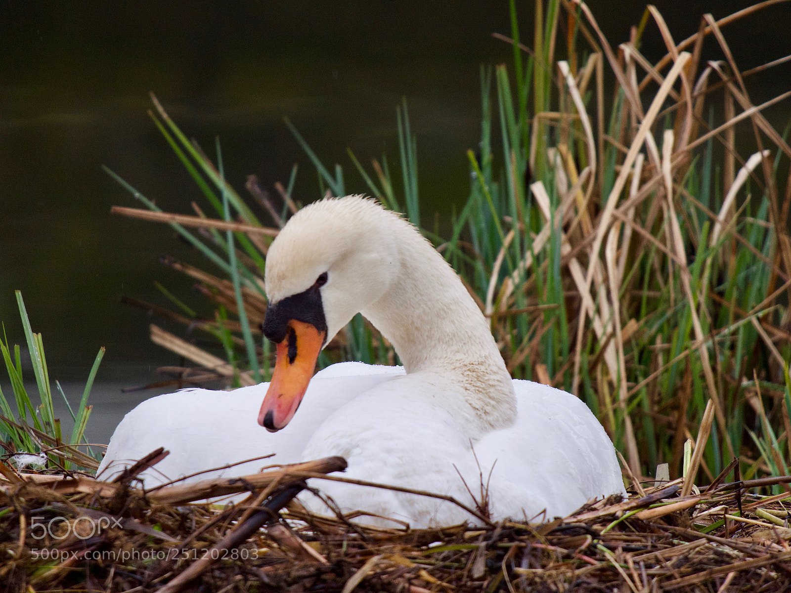 Panasonic Lumix DC-GH5 sample photo. Cygne photography