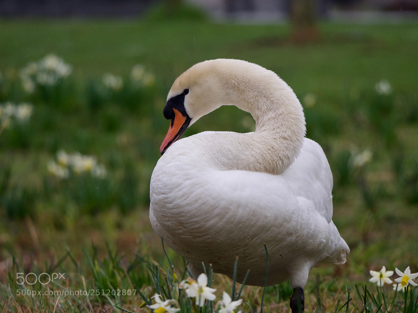 Panasonic Lumix DC-GH5 sample photo. Cygne photography