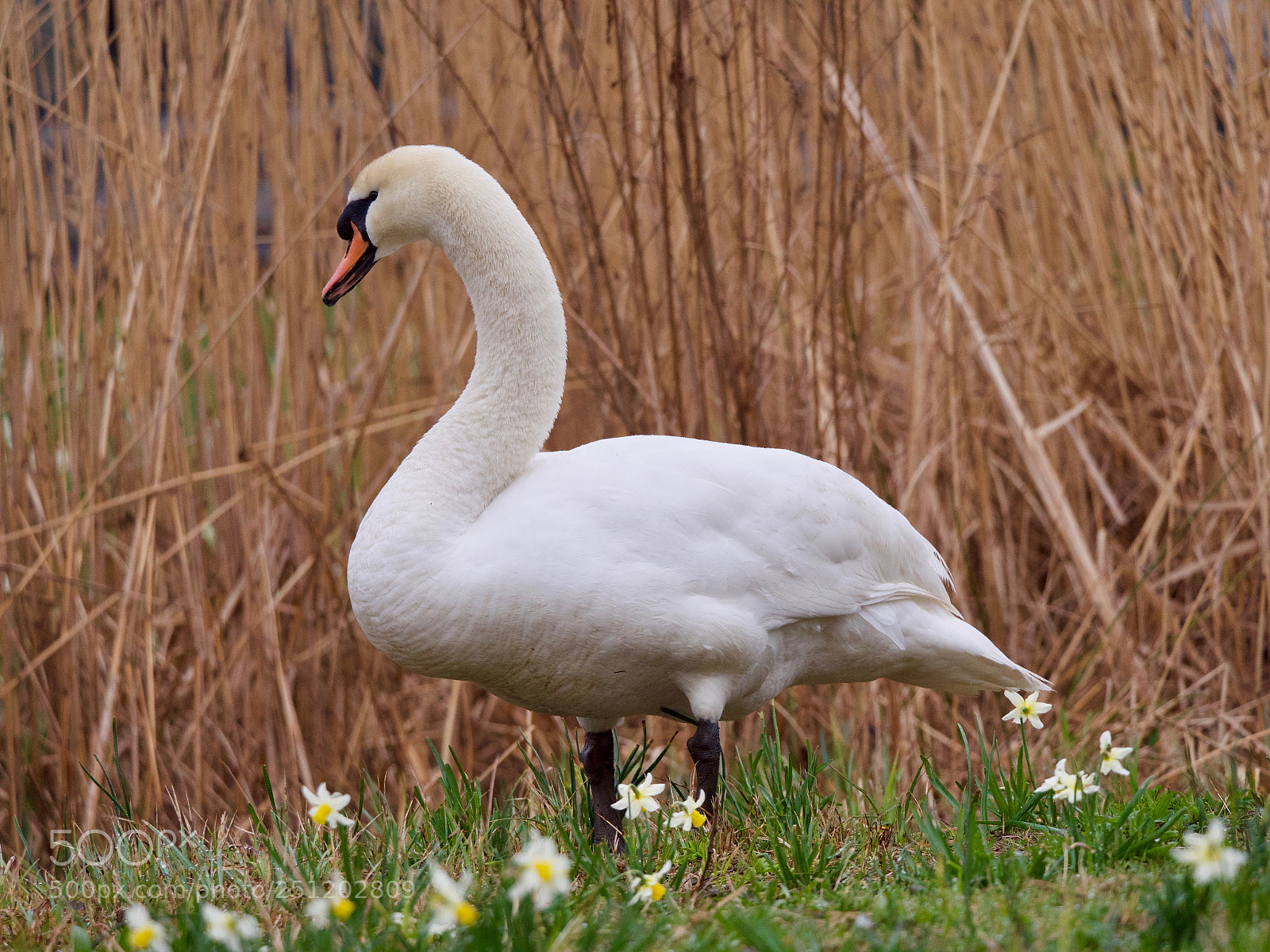 Panasonic Lumix DC-GH5 sample photo. Cygne photography