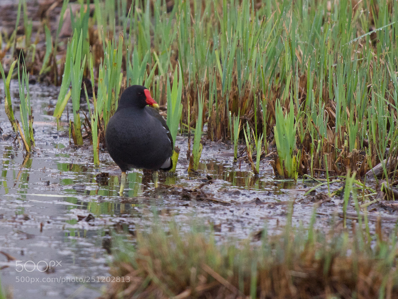 Panasonic Lumix DC-GH5 sample photo. Poule d'eau photography