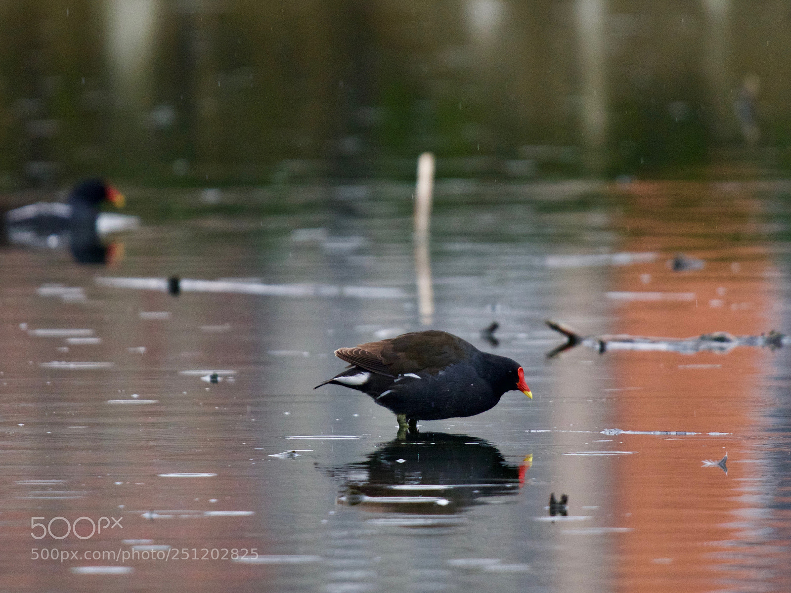 Panasonic Lumix DC-GH5 sample photo. Poule d'eau photography