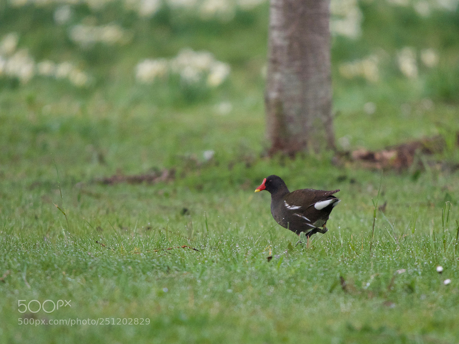 Panasonic Lumix DC-GH5 sample photo. Poule d'eau photography