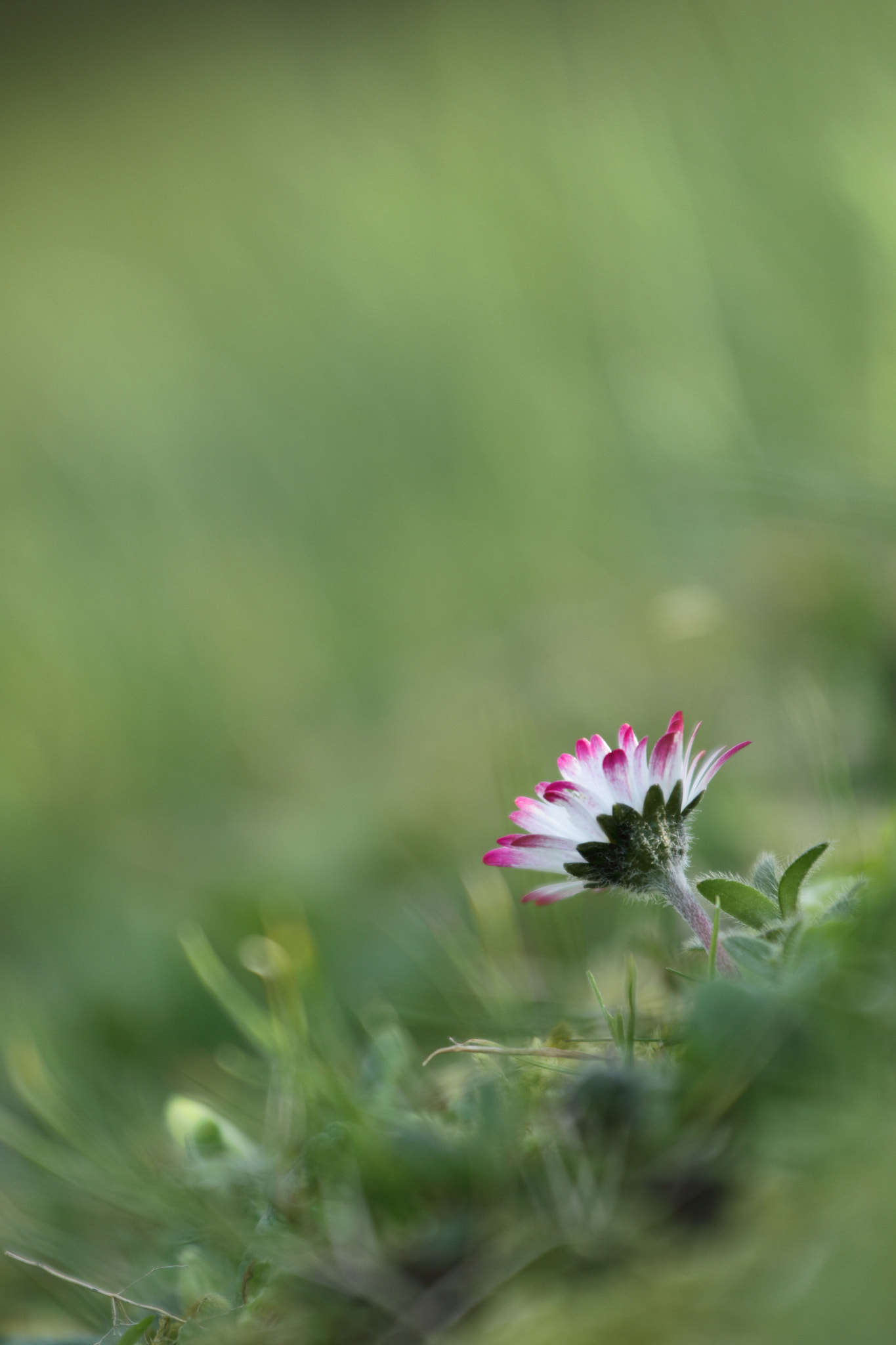 Canon EF 70-200mm F4L IS USM sample photo. Paquerette photography