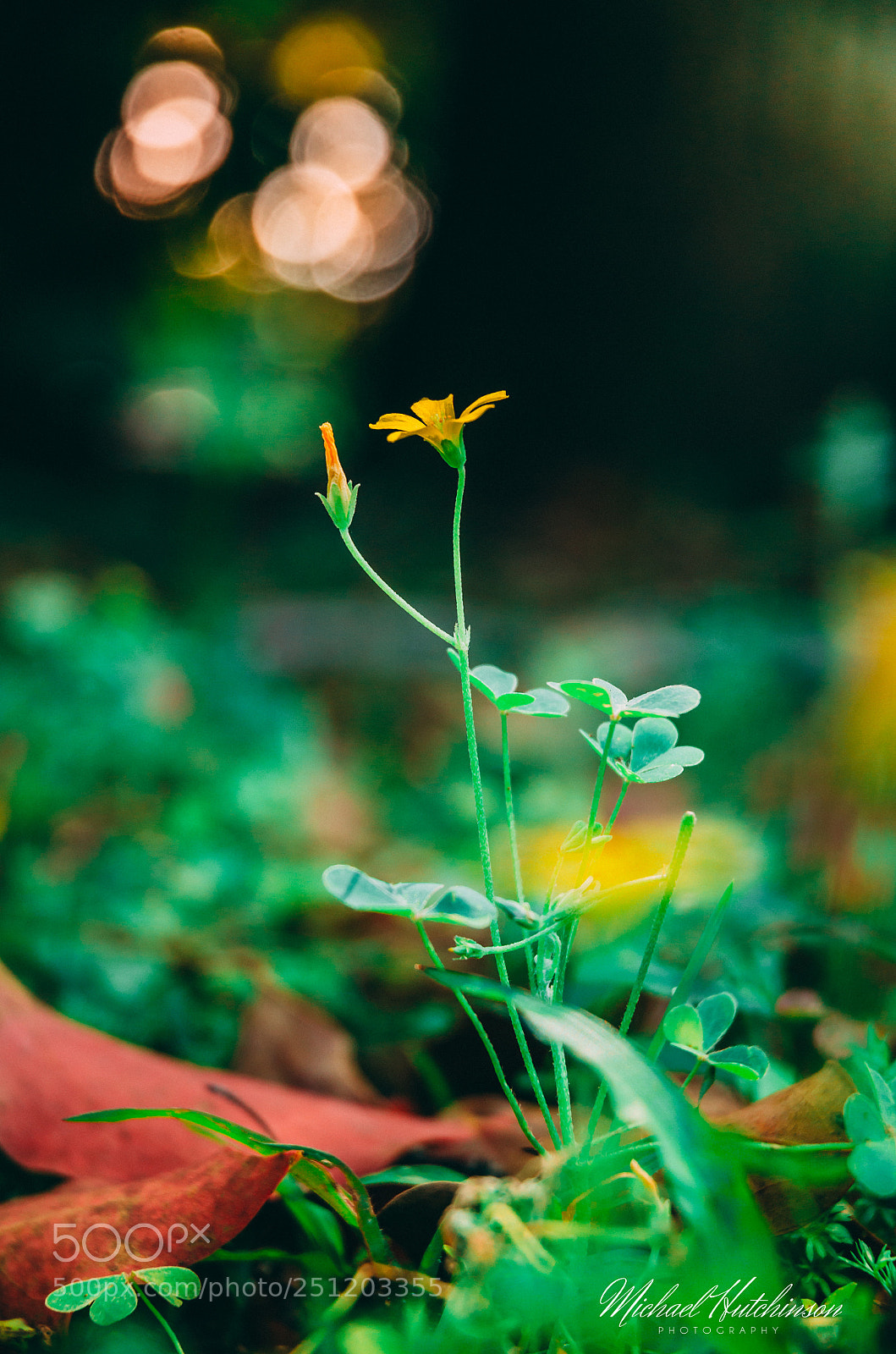 Nikon D7000 sample photo. Spring flower photography