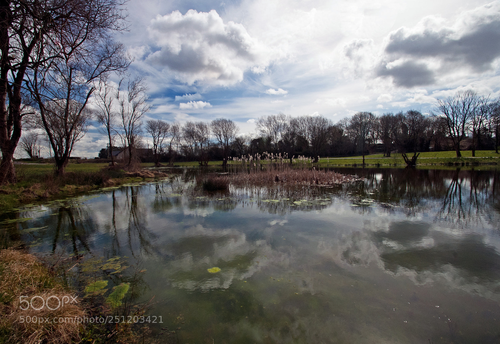 Nikon D200 sample photo. Pond life photography