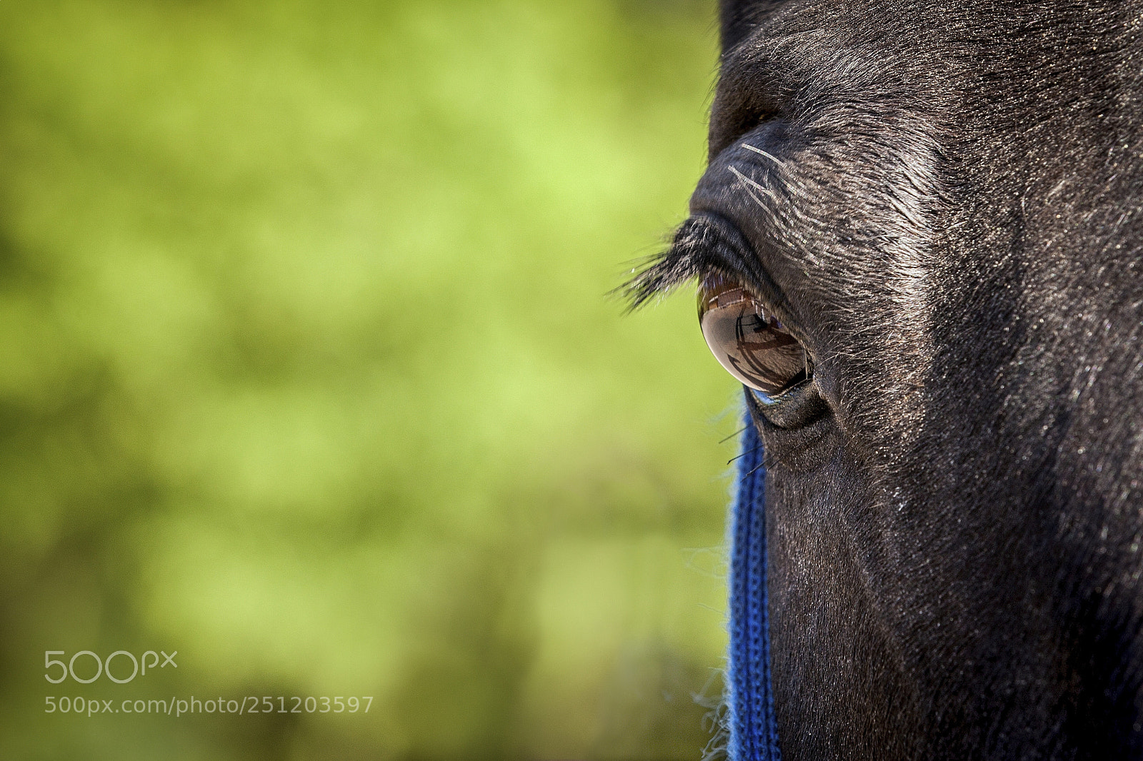 Canon EOS 5D Mark II sample photo. Ayes or neighs! photography