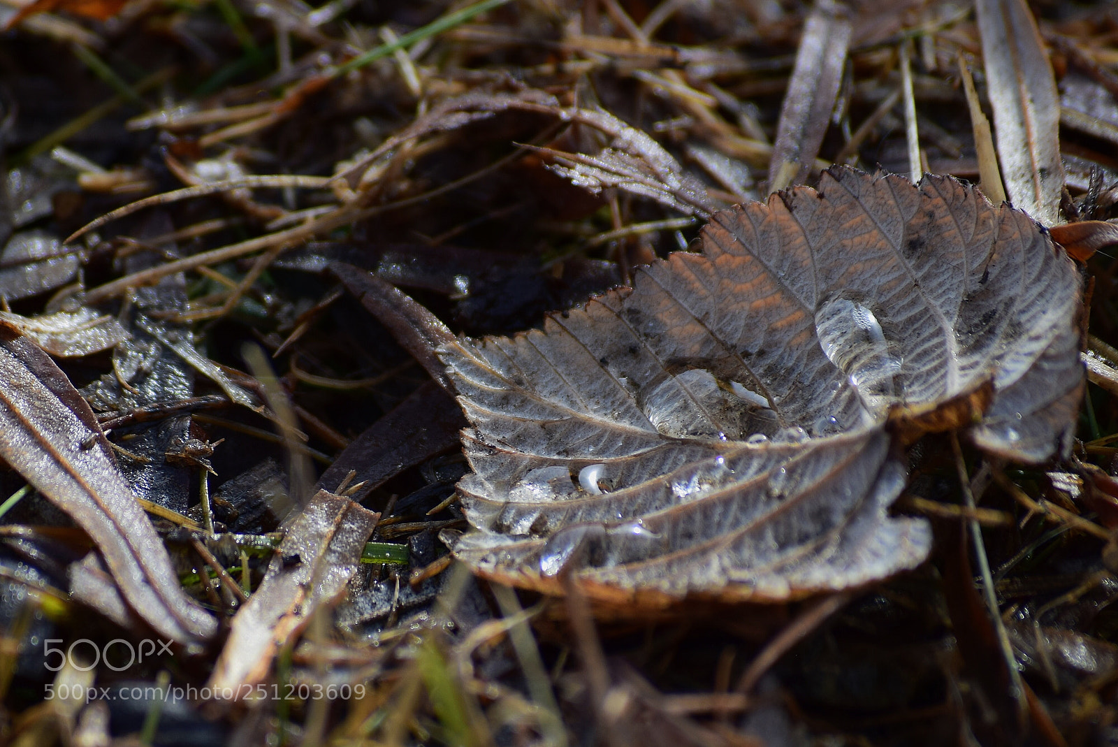 Nikon D3300 sample photo. Spring thaw photography