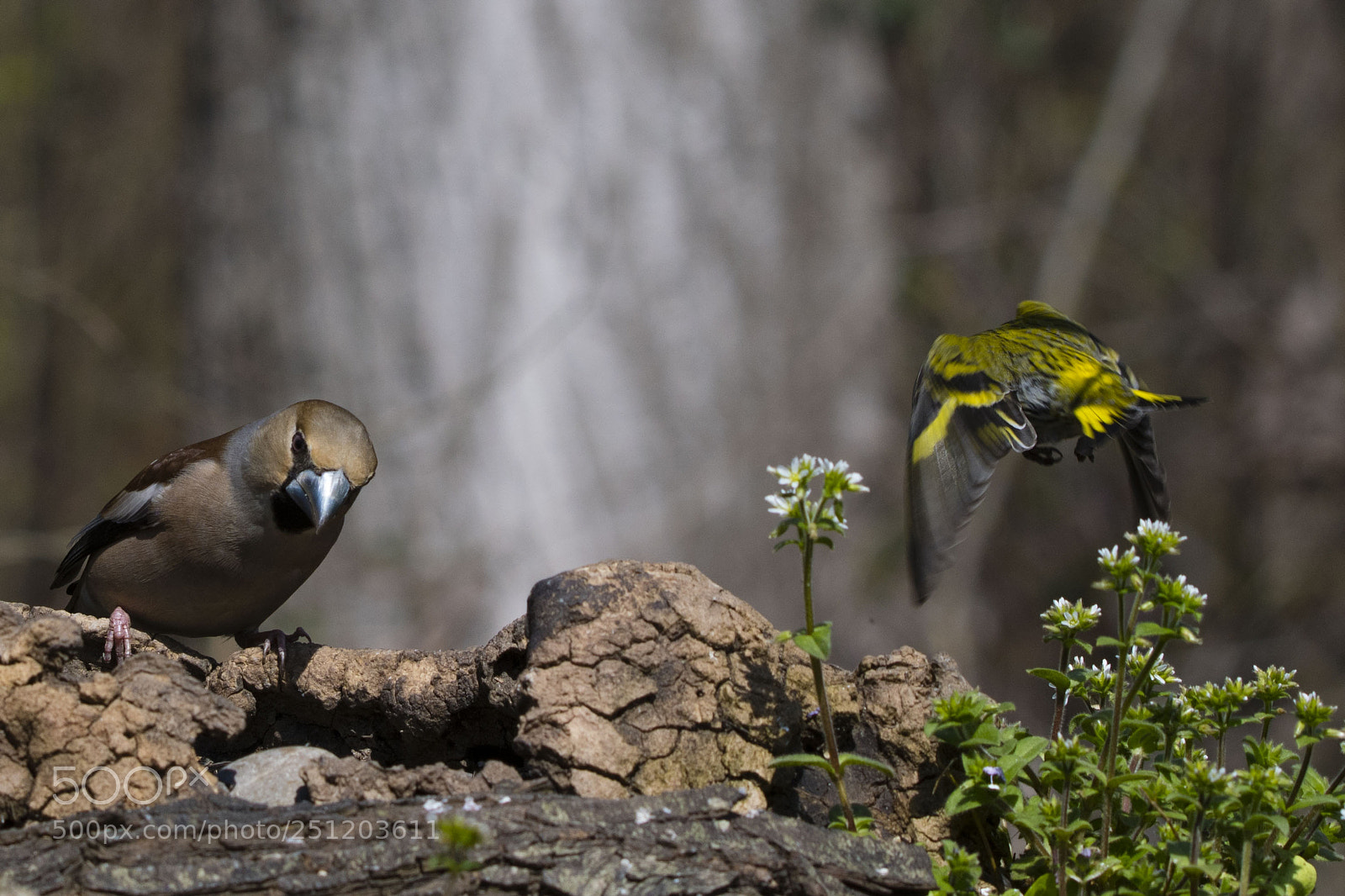 Nikon D7500 sample photo. Due amici photography
