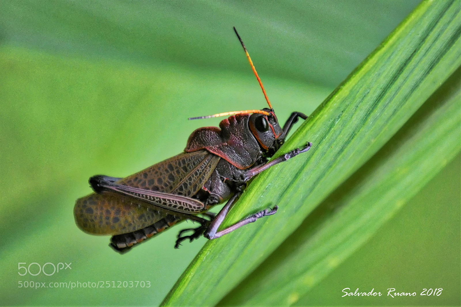 Nikon D7500 sample photo. Grasshopper costa rica photography
