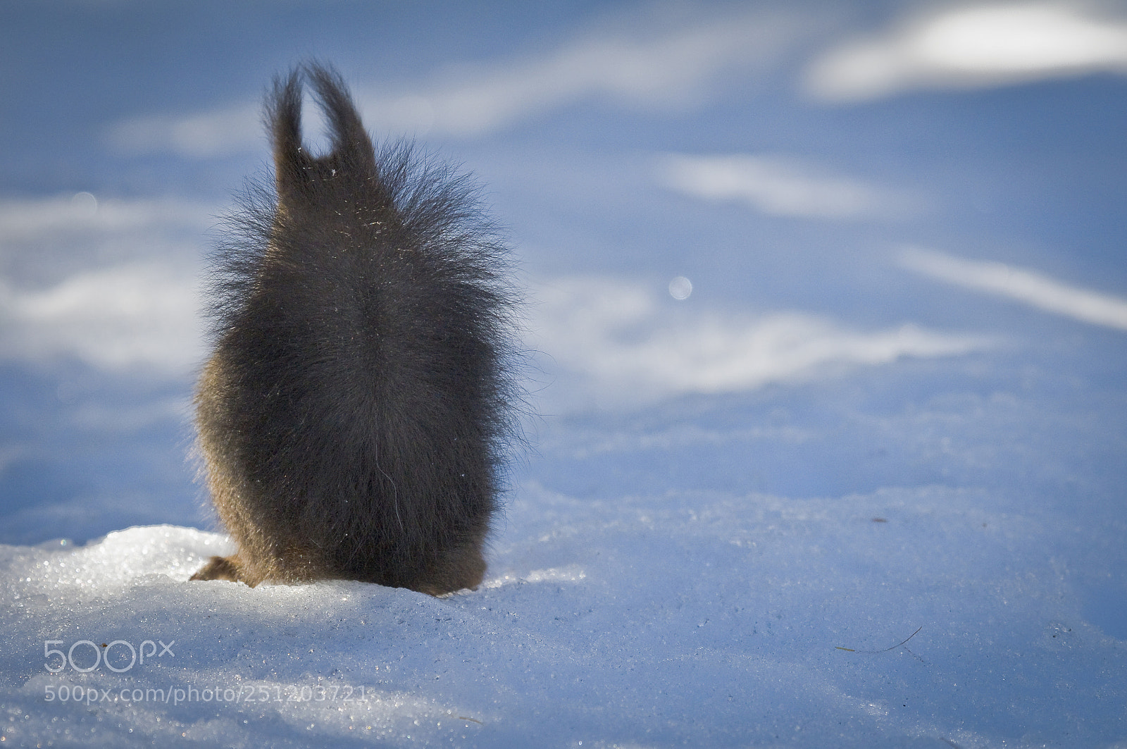 Nikon D300 sample photo. Red squirrel, showing his photography