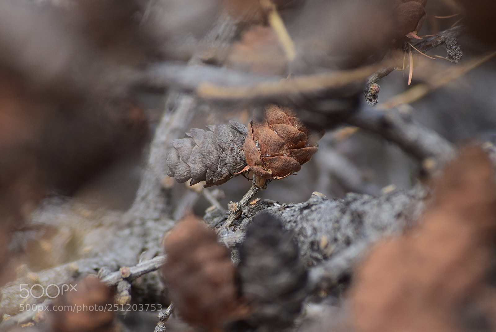 Nikon D3300 sample photo. Pine cone  photography