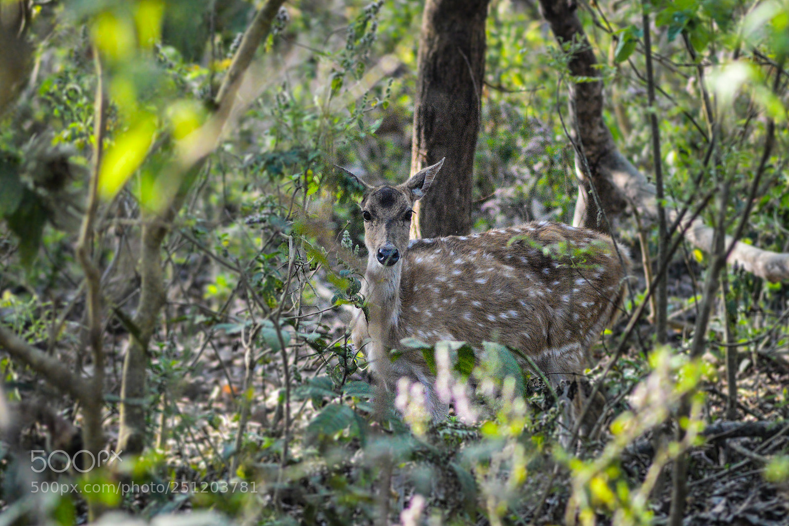 Nikon D600 sample photo. Nepal photography