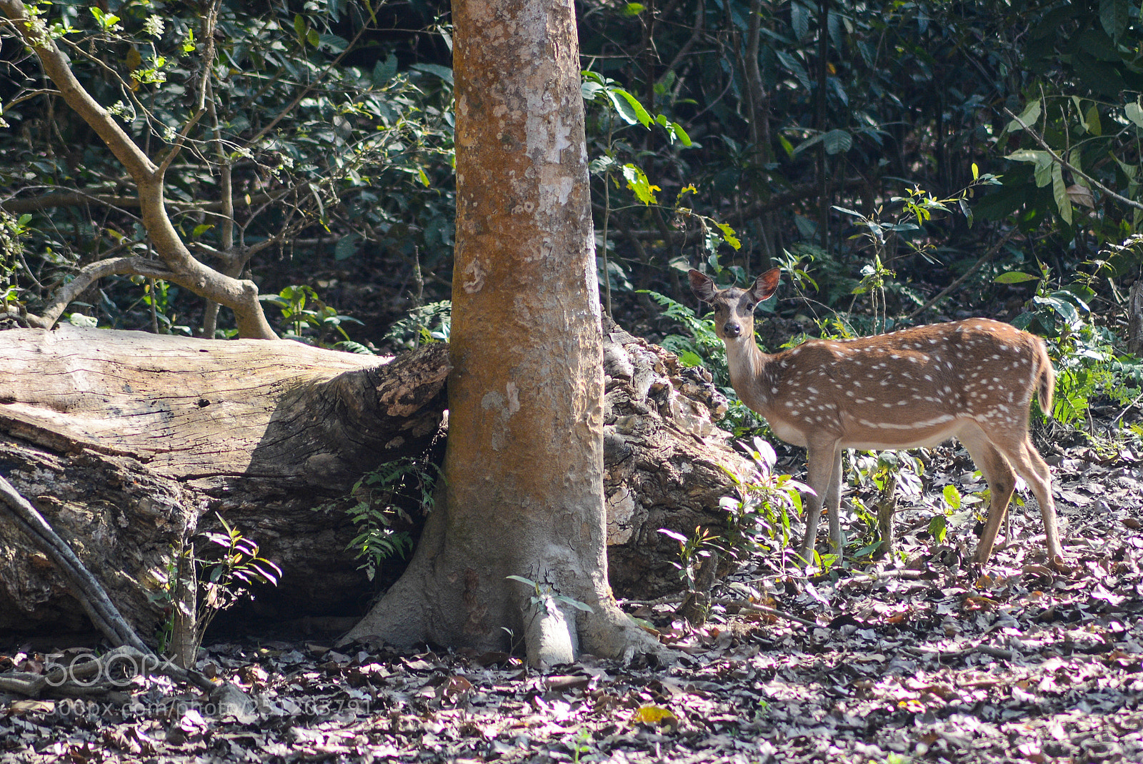 Nikon D600 sample photo. Nepal photography