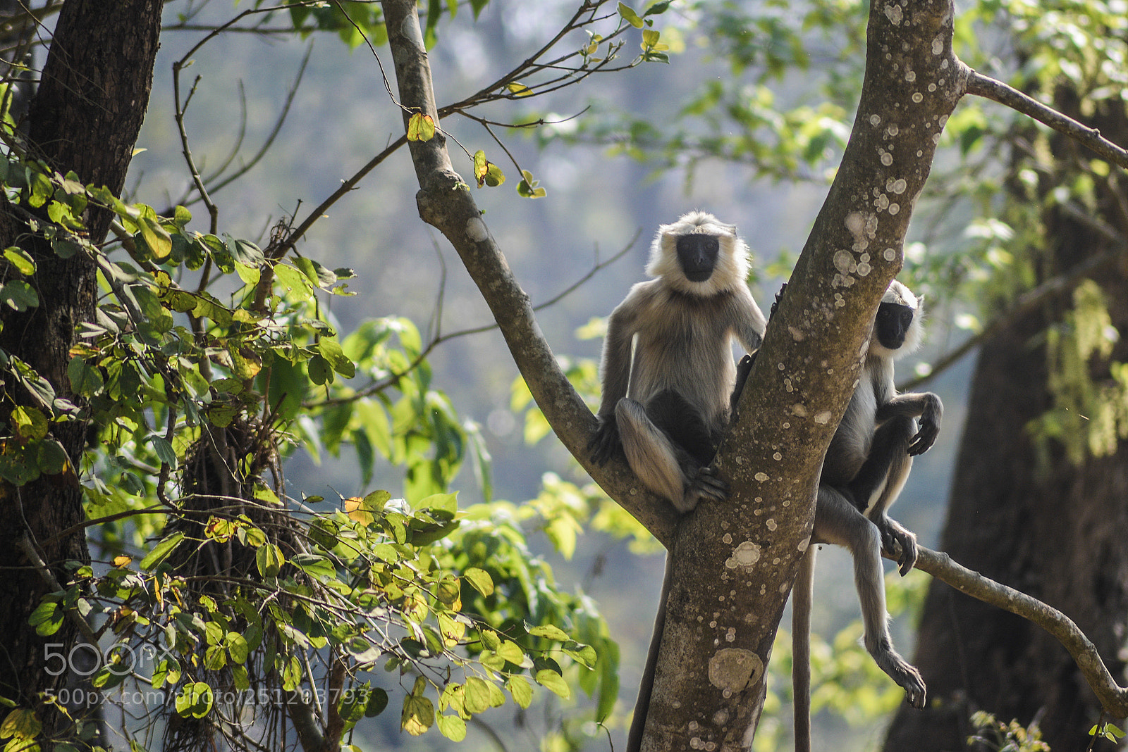 Nikon D600 sample photo. Nepal photography