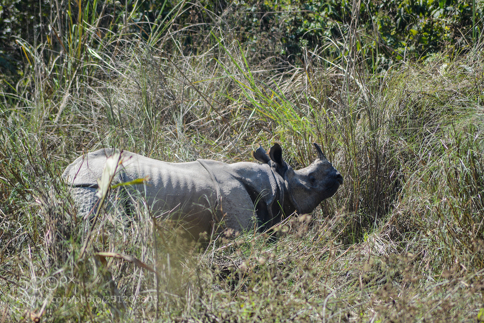Nikon D600 sample photo. Nepal photography