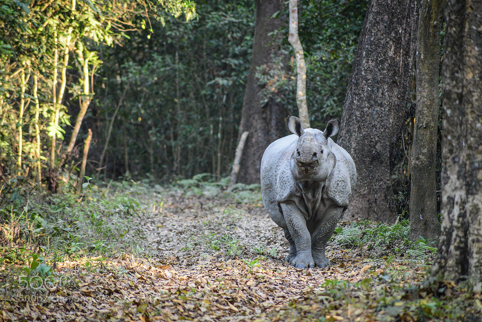 Nikon D600 sample photo. Nepal photography