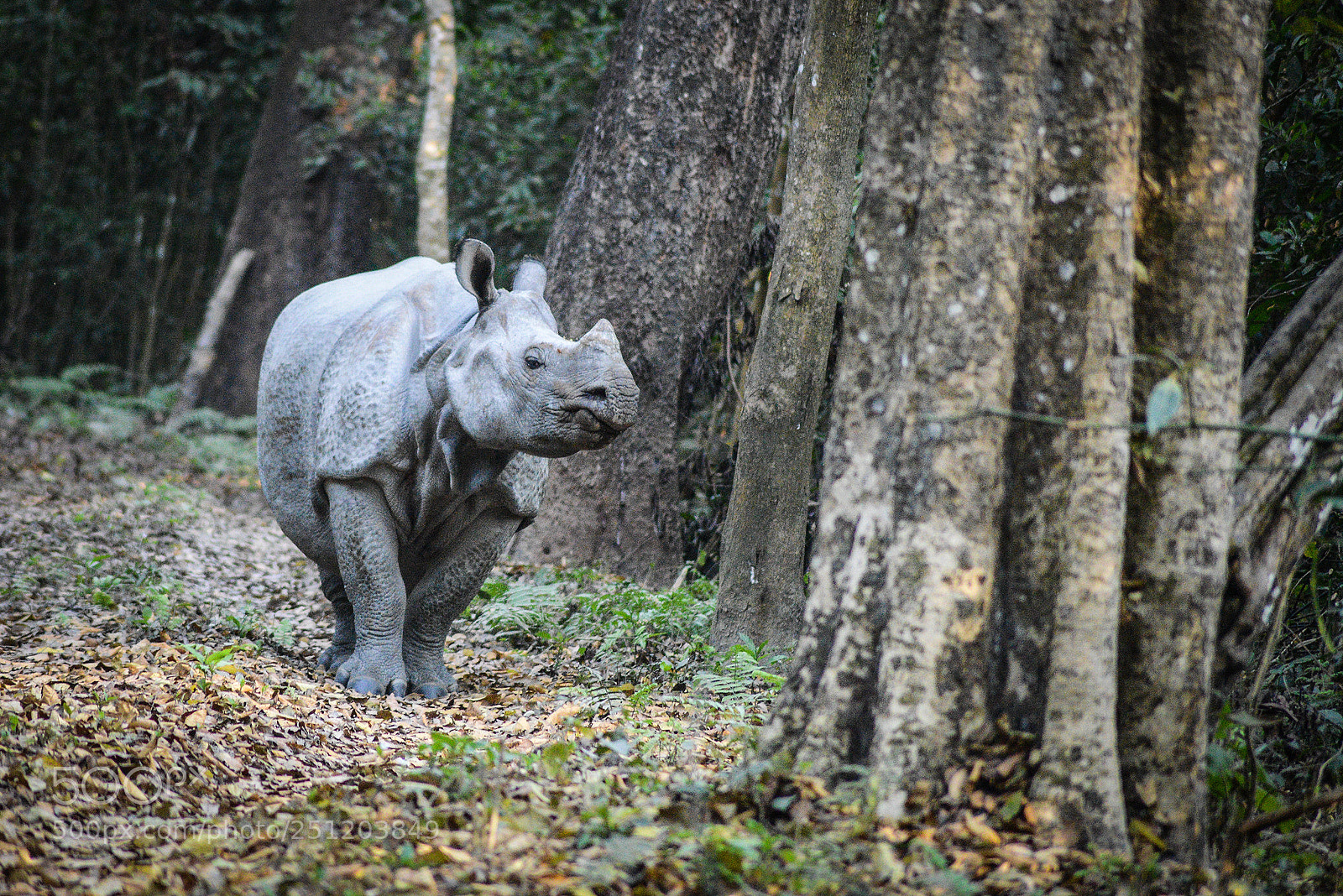 Nikon D600 sample photo. Nepal photography
