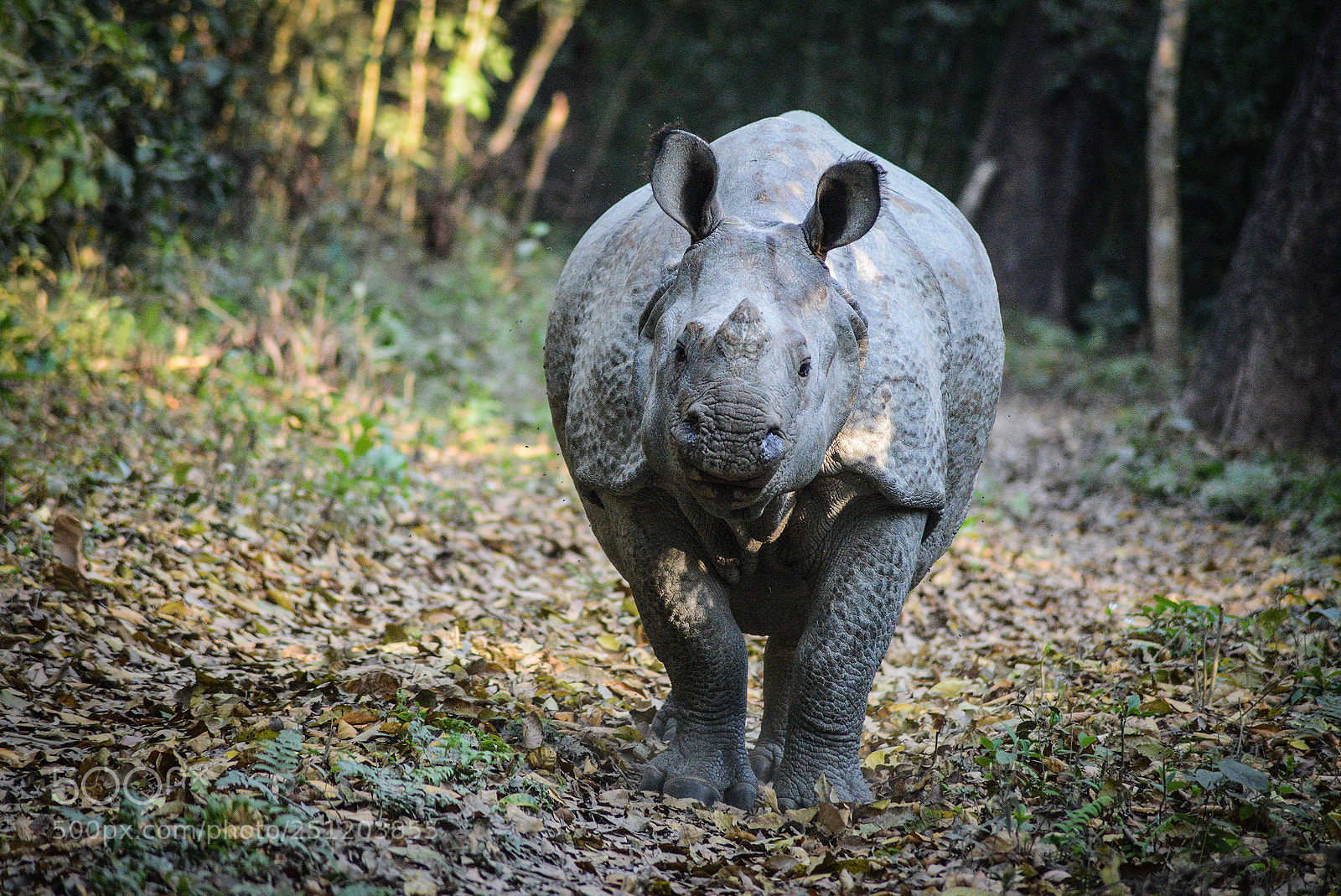 Nikon D600 sample photo. Nepal photography