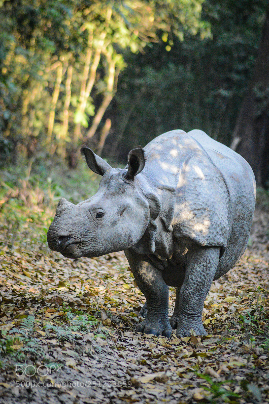 Nikon D600 sample photo. Nepal photography