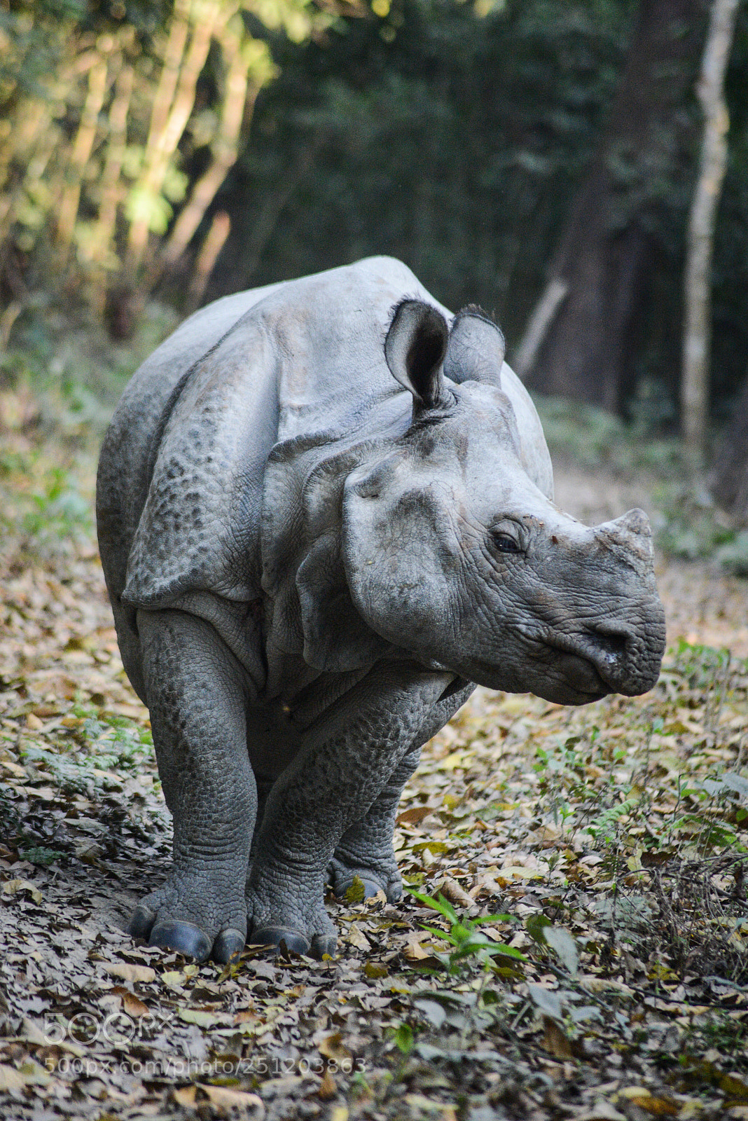 Nikon D600 sample photo. Nepal photography